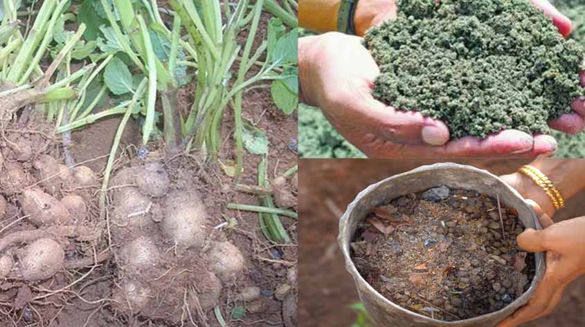 ഇക്കാര്യം കൂടി കൂർക്ക നടുമ്പോൾ ചെയ്താൽ മതി, വിളവ് പിന്നെ  നാലിരട്ടി