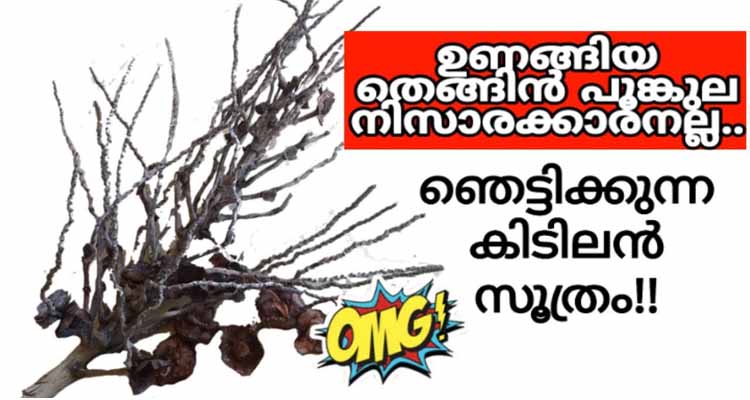 ഉണങ്ങിയ തെങ്ങിൻ പൂങ്കുല കൊണ്ട് ഒരു മനോഹര വസ്തു