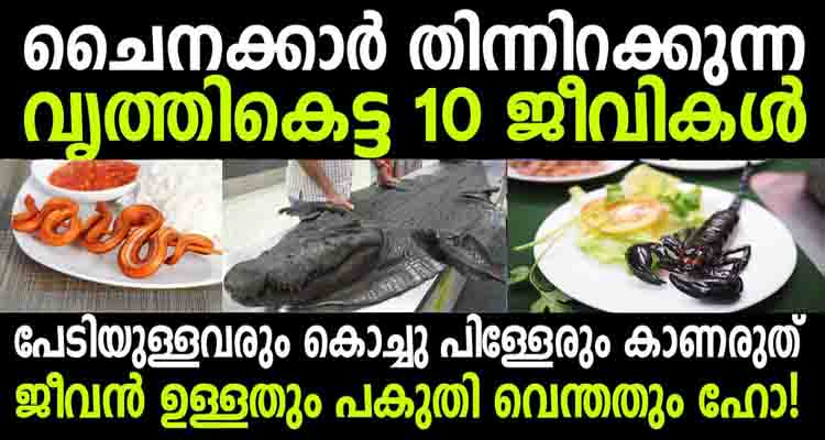 ചൈനക്കാർ കഴിക്കുന്ന ഈ ഭക്ഷണങ്ങൾ ആലോചിച്ചാൽ തന്നെ ഓക്കാനം വരും