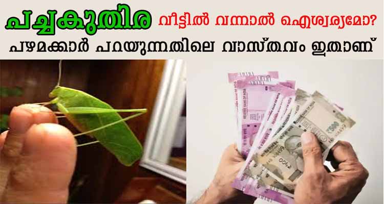 പച്ചകുതിര വീട്ടിൽ വന്നാൽ ഐശ്വര്യമോ?പഴമക്കാർ പറയുന്നതിലെ വാസ്തവം ഇതാണ്