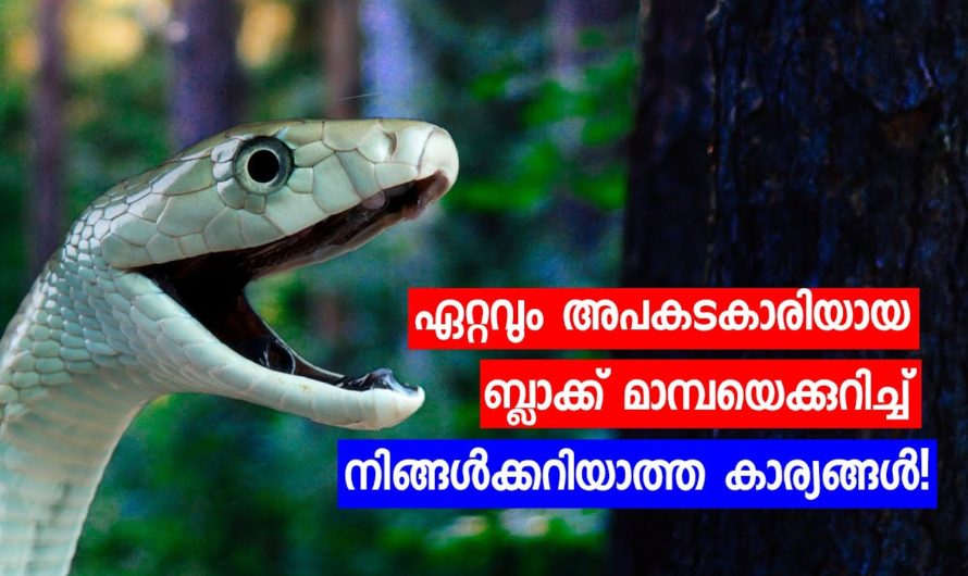 ബ്ലാക്ക് മാമ്പയെക്കുറിച്ച് നിങ്ങൾക്കറിയാത്ത കാര്യങ്ങൾ.