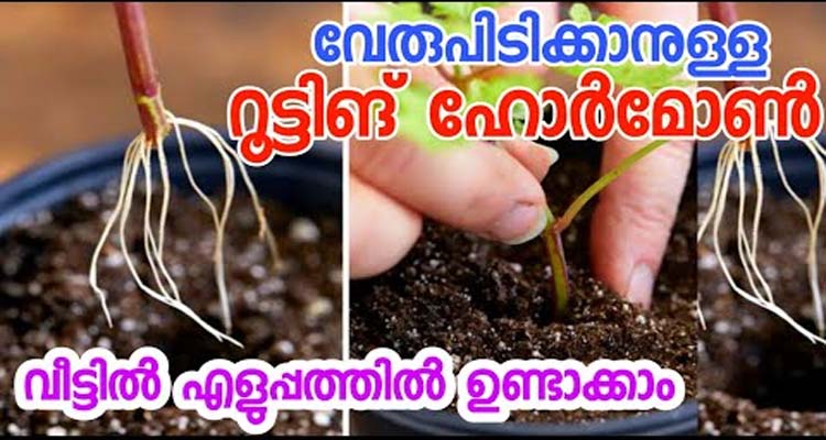 ഉഗ്ര ശക്തിയുള്ള റൂട്ടിംഗ് ഹോർമോൺ