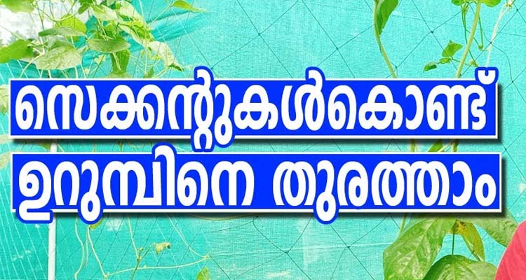 ഉറുമ്പ് ശല്യം സെക്കന്റുകൾ കൊണ്ട് ഇല്ലാതാക്കാം