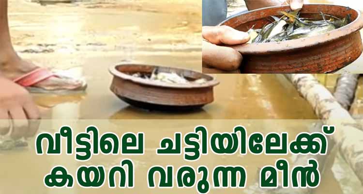 വീട്ടു മുറ്റത്തേക്കും അവിടുന്നു  ചട്ടിയിലേക്കും കയറി വരുന്ന മീനുകൾ