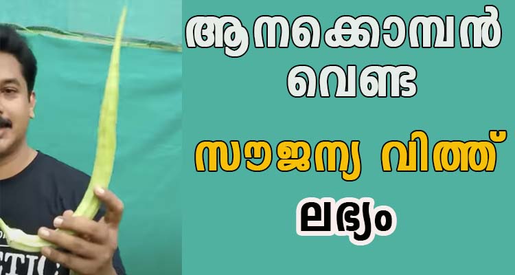 ആനക്കൊമ്പൻ വെണ്ട വിത്ത് സൗജന്യ വിത്ത്