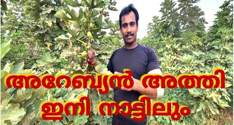 അറേബ്യൻ അത്തി ഇനി. നാട്ടിൽ വളർത്താം.