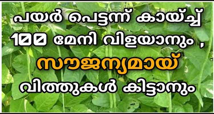 പയർ തഴച്ചു വളരുന്നത് എങ്ങനെ  എന്നും  മനസിലാക്കാം