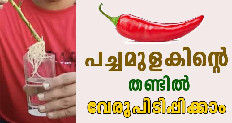 വിത്ത് പാകി മുളപ്പിക്കുന്നതിനെ കാൾ വേഗം കായ്ക്കാനും