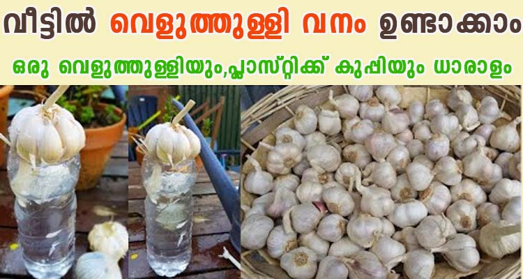 ഒരു കഷ്ണം വെളുതുള്ളി കൊണ്ട്  വീട്ടിൽ ഒരു വെളുത്തുള്ളി വനം ഉണ്ടാക്കാം