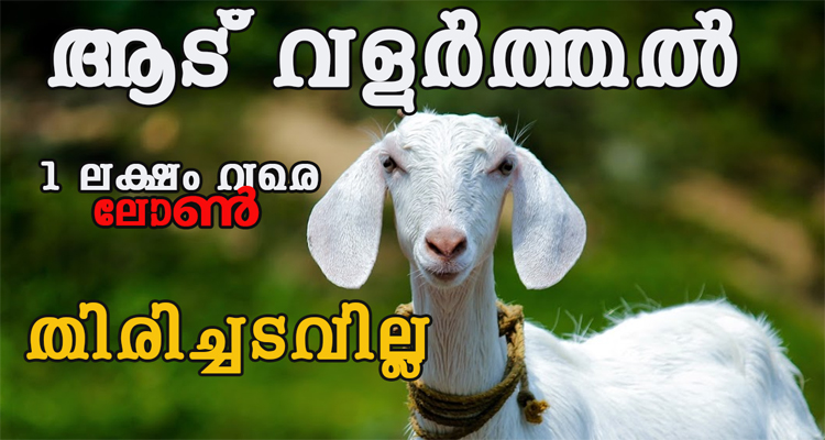 ആട് വളർത്താൻ തിരിച്ചടവില്ലാത്ത ലോൺ ലഭിക്കുന്നു