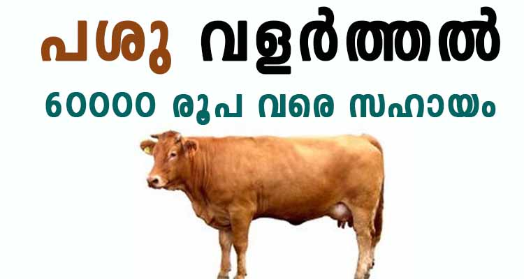 60000 രൂപ വരെ പശു വളർത്താൻ  സഹായം