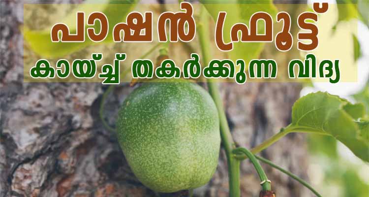 പാഷൻ ഫ്രൂട്ട് കായ്ച്ച് തകർക്കുന്ന വിദ്യ