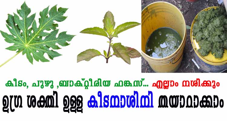 ഈ രണ്ടിലകൾ ഉപയോഗിച്ച് ഉഗ്ര ശക്തി ഉള്ള കീടനാശിനി