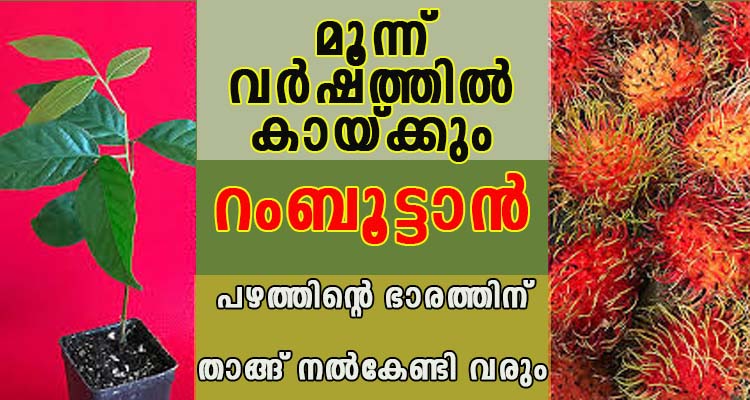 റംബൂട്ടാൻ മൂന്ന് വർഷത്തിൽ കായ്ക്കും