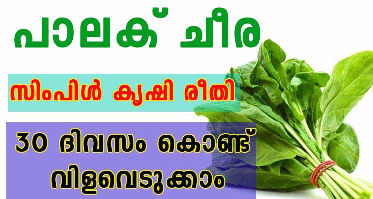 പാലക് ചീര 30 ദിവസം കൊണ്ട് വിളവെടുക്കാം