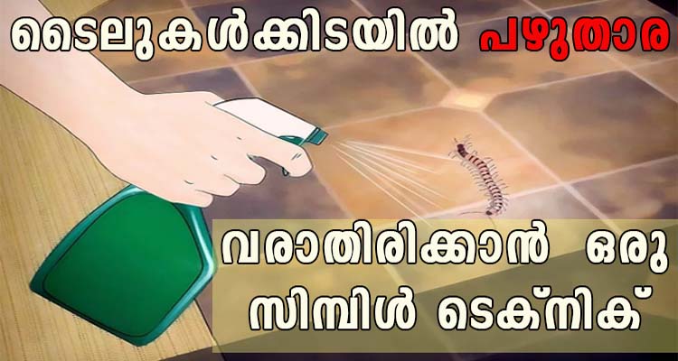 ടൈലുകൾക്കിടയിൽ പഴുതാര വരാതിരിക്കാൻ  ഒരു സിമ്പിൾ ടെക്‌നിക്