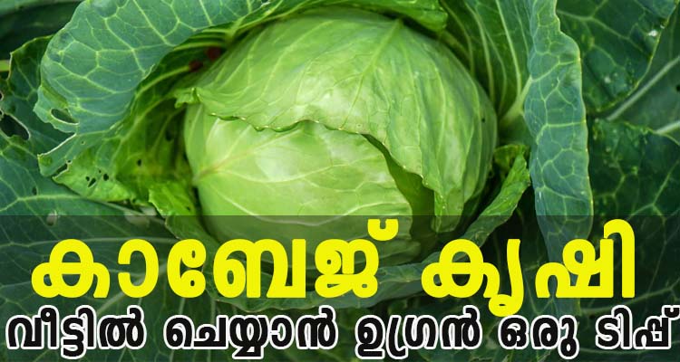 കാബേജ് കൃഷി വീട്ടിൽ ചെയ്യാൻ ഉഗ്രൻ ഒരു ടിപ്പ്