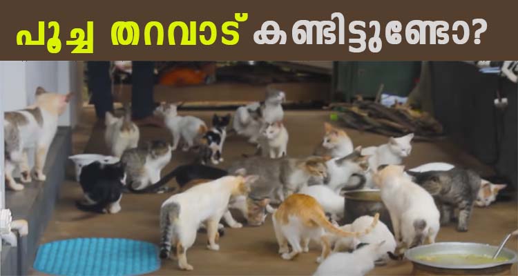 മനുഷ്യരേക്കാൾ എണ്ണത്തിൽ  പൂച്ചകൾ ജീവിക്കുന്ന വീട്