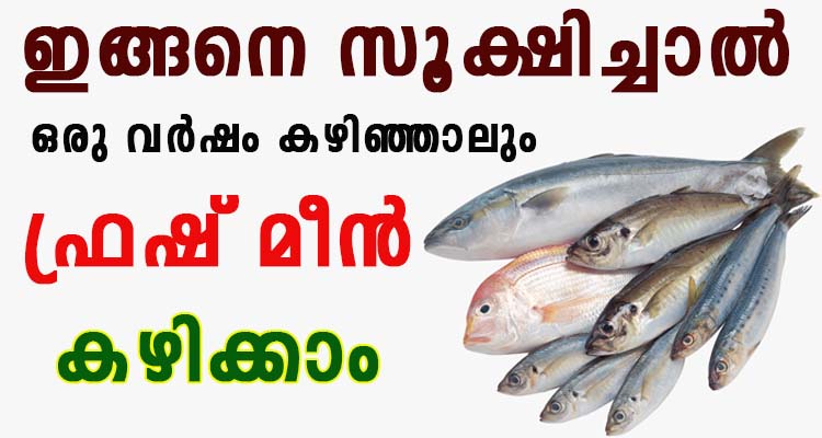 ഇങ്ങനെ സൂക്ഷിച്ചാൽ ഒരു വർഷം കഴിഞ്ഞാലും ഫ്രഷ് മീൻ കഴിക്കാം