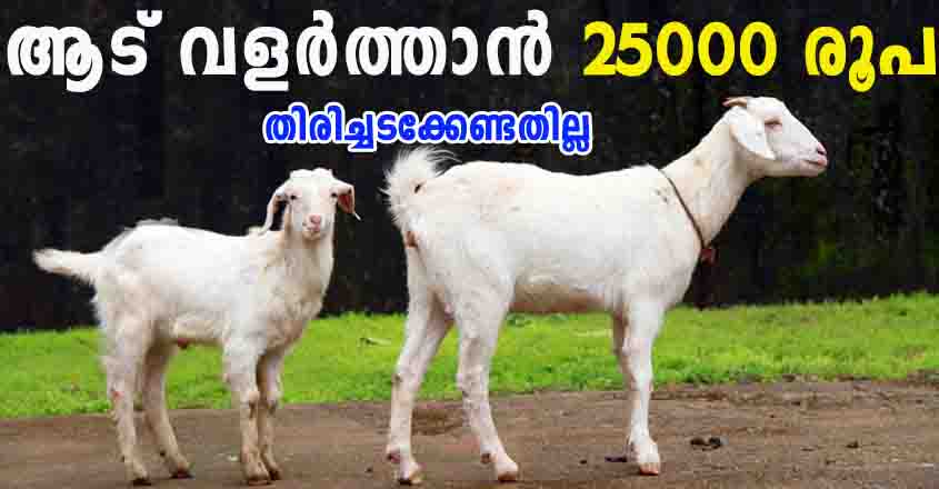 ആട് വളർത്താൻ തിരിച്ചടക്കേണ്ടതില്ലാത്ത സഹായമായി  25000 രൂപ ലഭിക്കുന്നു
